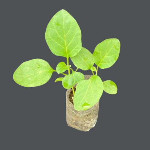 Brinjal Plant - Raveena 135 F1 hybrid Healthy Seedling  Gardening Agriculture Best  (බටු පැළ - රවීණා 135 F1)