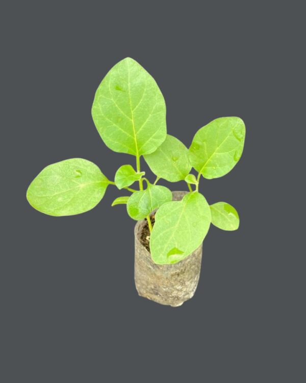 Brinjal Plant - Raveena 135 F1 hybrid Healthy Seedling  Gardening Agriculture Best  (බටු පැළ - රවීණා 135 F1)