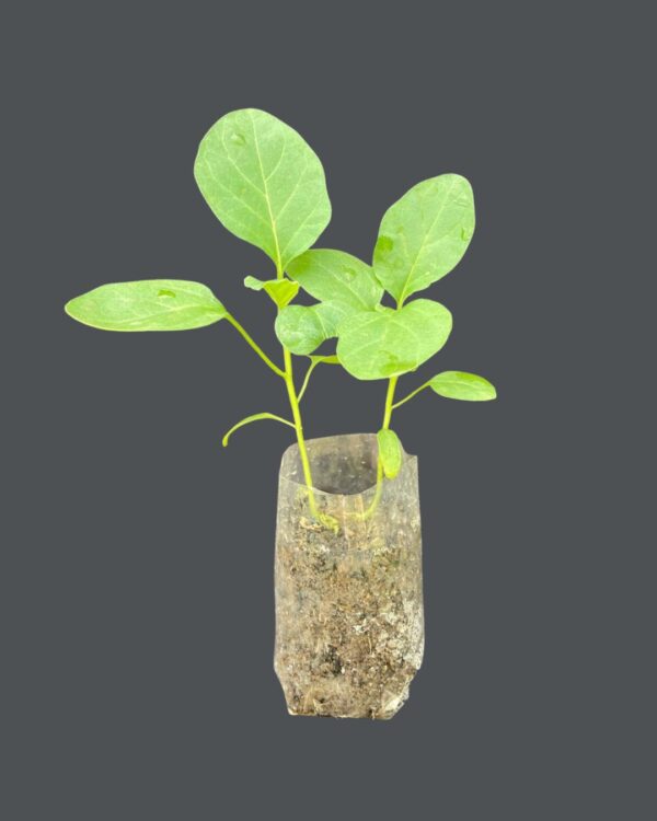 Brinjal Plant - Raveena 135 F1 hybrid Healthy Seedling  Gardening Agriculture Best  (බටු පැළ - රවීණා 135 F1)