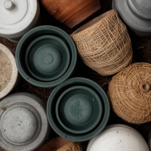 Brinjal Plant - Raveena 135 F1 hybrid Healthy Seedling  Gardening Agriculture Best  (බටු පැළ - රවීණා 135 F1)